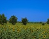ilviaggiolo48.JPG