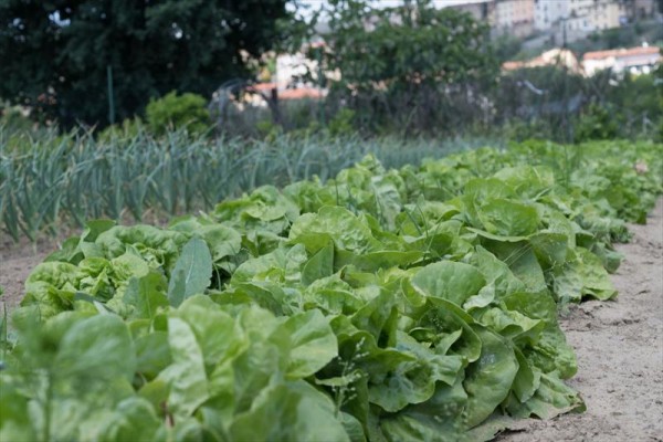 igigli09.JPG